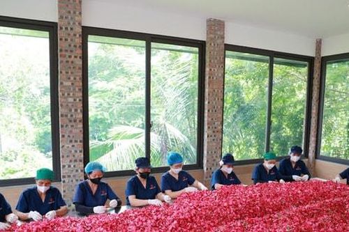 Bông hồng trên đất Xuân Mai