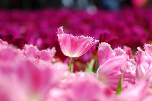 Số cuối ngày sinh Âm lịch của người kiên trì: Càng chăm chỉ về già càng phú quý