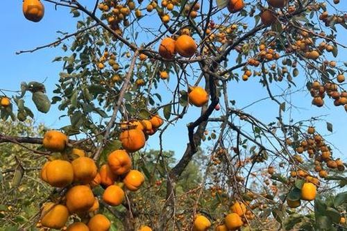 Vườn hồng cổ trăm tuổi dưới chân núi Đại Huệ tiêu điều sau bão