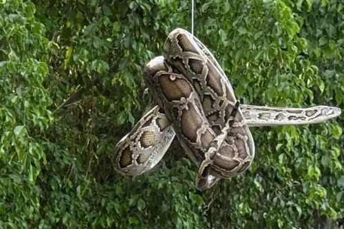 Phát hiện con trăn dài 2 mét gần bến tàu du lịch Nha Trang