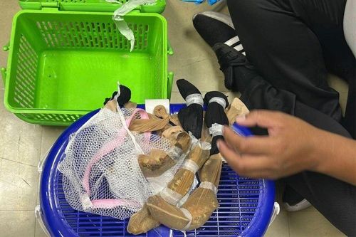 Rùa quý hiếm, thằn lằn bị gây mê, nhét vào tất nylon ở Thái Lan