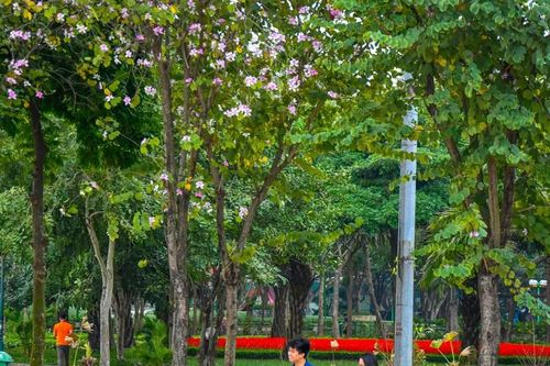 Cải tạo các công viên: điểm nhấn trong chỉnh trang đô thị Hà Nội