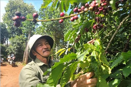 Thầy giáo nghỉ hưu thành 'nông dân Việt Nam xuất sắc'