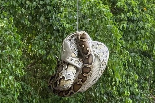 Khánh Hòa: Người dân bắt trăn dài 2m ở khu dân cư