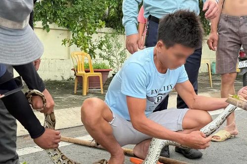 Khánh Hòa: Người dân giao nộp con trăn dài 2m