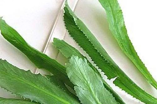 Tác dụng kỳ diệu của lá mùi tàu