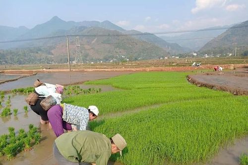 Xã Yên Châu hỗ trợ con giống, vật nuôi giúp người dân thoát nghèo
