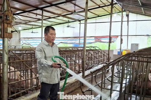 Phú Thọ sẽ quan trắc môi trường chăn nuôi để giảm ô nhiễm