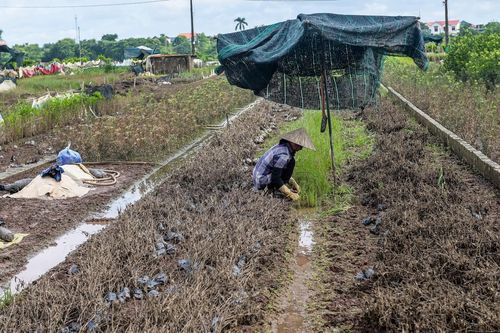 Sau lũ, thủ phủ cây cảnh lớn nhất Ninh Bình hồi sinh để kịp vụ Tết
