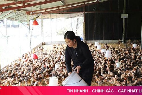 'Thủ phủ' nuôi gà Hà Tĩnh nỗ lực tái đàn cung ứng thị trường cuối năm