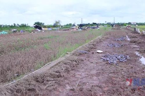 Người trồng hoa tại Ninh Bình tất bật cào bùn, xuống giống sau khi nước rút