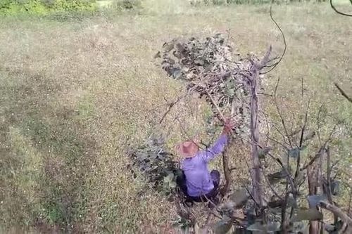 Hổ dữ lao ra khỏi bụi rậm, tấn công người dân trên cánh đồng