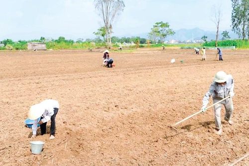 Tập trung chăm sóc, khôi phục sản xuất vụ đông