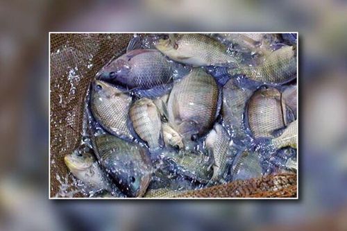 Định vị cá rô phi trở thành sản phẩm chiến lược trong xuất khẩu thủy sản