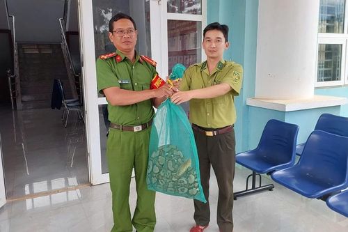 Người dân Gia Lai giao nộp một cá thể trăn nặng khoảng 10 kg