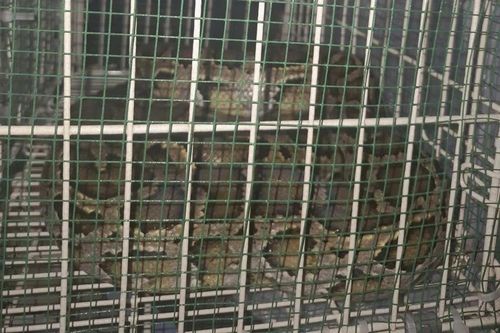 Người dân đã giao nộp con trăn cho chính quyền địa phương
