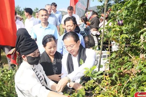 Sôi nổi Ngày hội hái quả cà phê Arabica xã Muổi Nọi lần thứ nhất, năm 2025