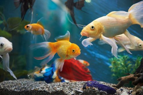 10 linh vật phong thủy mang lại may mắn và giàu có cho gia chủ
