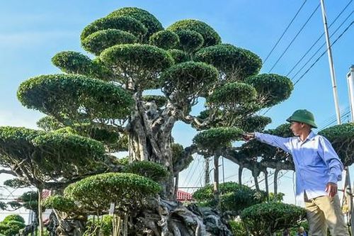 Từ 'biệt đội xe thồ' rong ruổi khắp phố đến tỷ phú cây cảnh