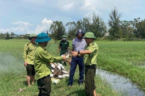 Quảng Trị: Tăng cường xử lý nạn săn bắt chim tự nhiên trái phép