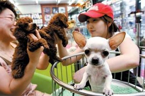 Hàn Quốc đau đầu vì 'cơn sốt thú cưng'