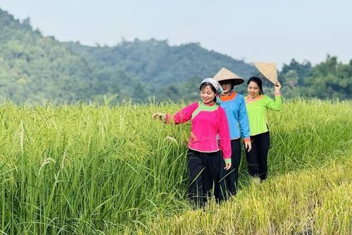 Đưa nghề cốm Hợp Thành trở thành sản phẩm du lịch cộng đồng hấp dẫn