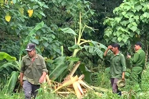 Phát hiện người đàn ông tử vong ở bìa rừng, hiện trường nhiều dấu chân voi