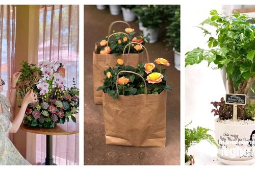 Thị trường Nghệ An dịp 20/10: Chậu cây mini, lan hồ điệp, mỹ phẩm thiên nhiên 'lên ngôi'