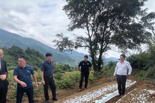 JICA tiếp tục triển khai mô hình trồng tỏi trắng Nhật Bản ở xã Na Ngoi (Nghệ An)