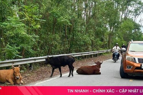 Trâu, bò thả rông – hiểm họa rình rập trên mọi cung đường