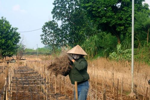 Nông dân làng hoa Tây Tựu, đào quất Tứ Liên 'cầm cự' sau mùa bão lũ