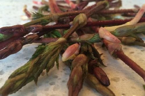 Loại rau dại xưa mọc không ai ngó, nay 'hái ra tiền' 39 triệu/kg