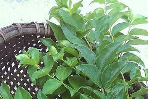Cây dại ở bờ rào hóa 'mỏ vàng', hái lá bán đều tay, thành đặc sản lạ nổi tiếng