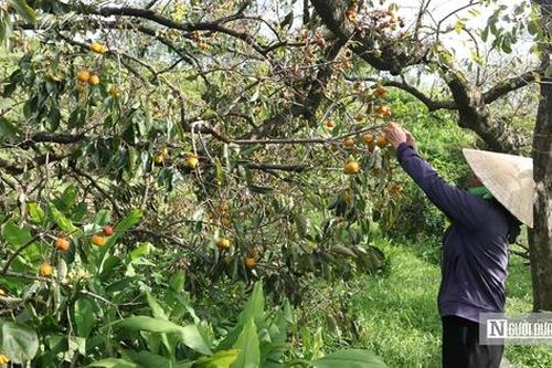 Người dân thủ phủ hồng ở Nghệ An thất thu vì cây bật gốc, quả rụng đầy sau bão
