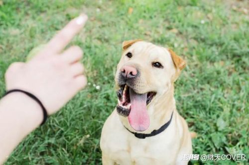 Làm thầy giáo cho chó, kiếm trăm triệu một tháng