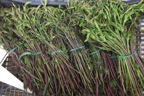 Loại rau từng bị vứt bỏ, nay được ví như 'báu vật mùa xuân' có giá 39 triệu đồng/1kg