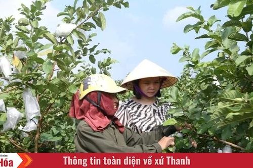 Cây ổi lê trên đất Hà Long