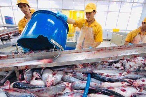 Lãi gộp Navico cao kỷ lục quý III, đang mở rộng nuôi cá rô phi