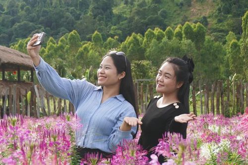 Rực rỡ hoa túy điệp dưới chân núi lửa Chư Ðang Ya