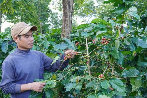 Đưa cà phê Khe Sanh ra 'biển lớn'
