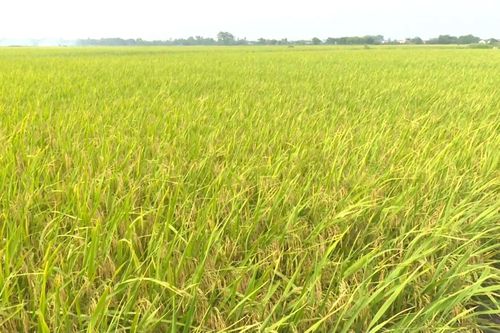 Hiệu quả từ mô hình mạ khay cấy máy