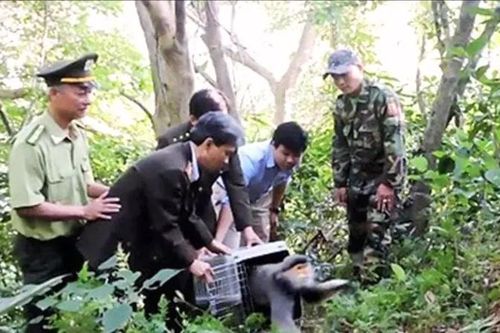 Báo động nạn săn bắt động vật quý hiếm ở Sơn Trà