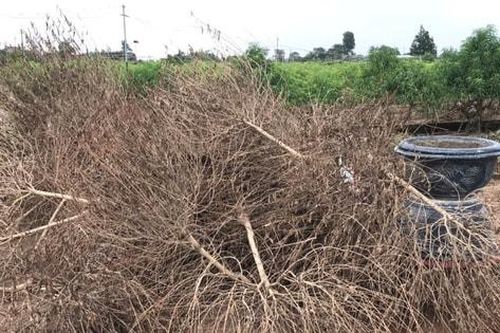 Sau bão, Phú Thượng 'oằn mình' giữ đào Tết