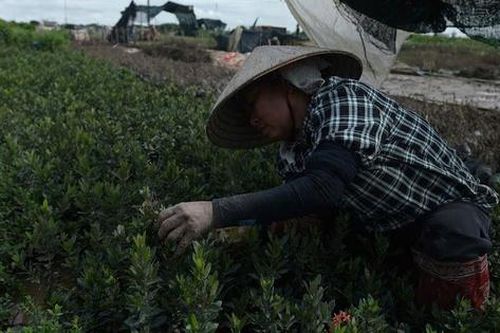 Thăm thủ phủ cây cảnh lớn nhất Ninh Bình hồi sinh để kịp phục vụ Tết