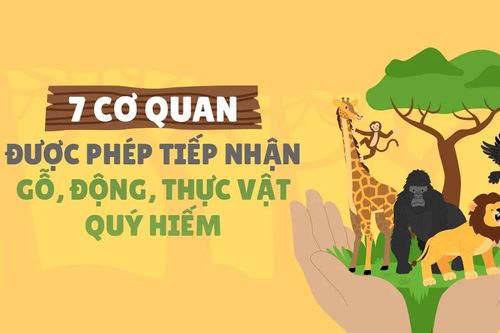 7 cơ quan được phép tiếp nhận gỗ, động, thực vật quý hiếm