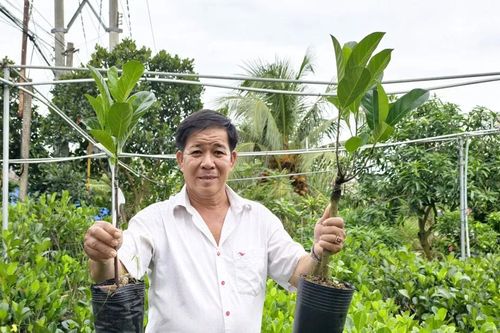 Nhộn nhịp mùa cây giống