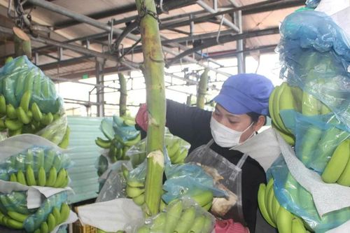 Nông dân chuyển đổi số: Mở hướng sản xuất hiện đại
