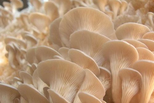 Bí mật gây sốc: Nấm chính là 'kỹ sư sinh thái' đầu tiên Trái Đất