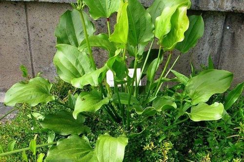 Mệnh Thủy trồng 1 trong 5 cây này phát tài như có bùa may