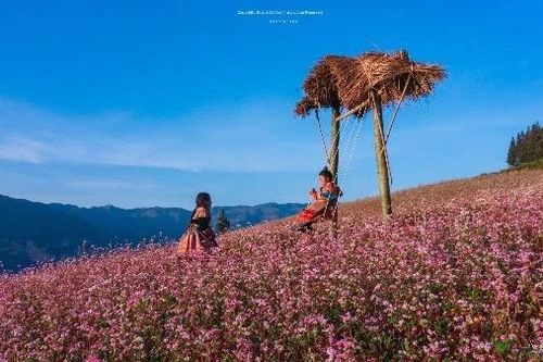 Tuyên Quang vào mùa tam giác mạch biển hoa tím hồng mê hoặc du khách